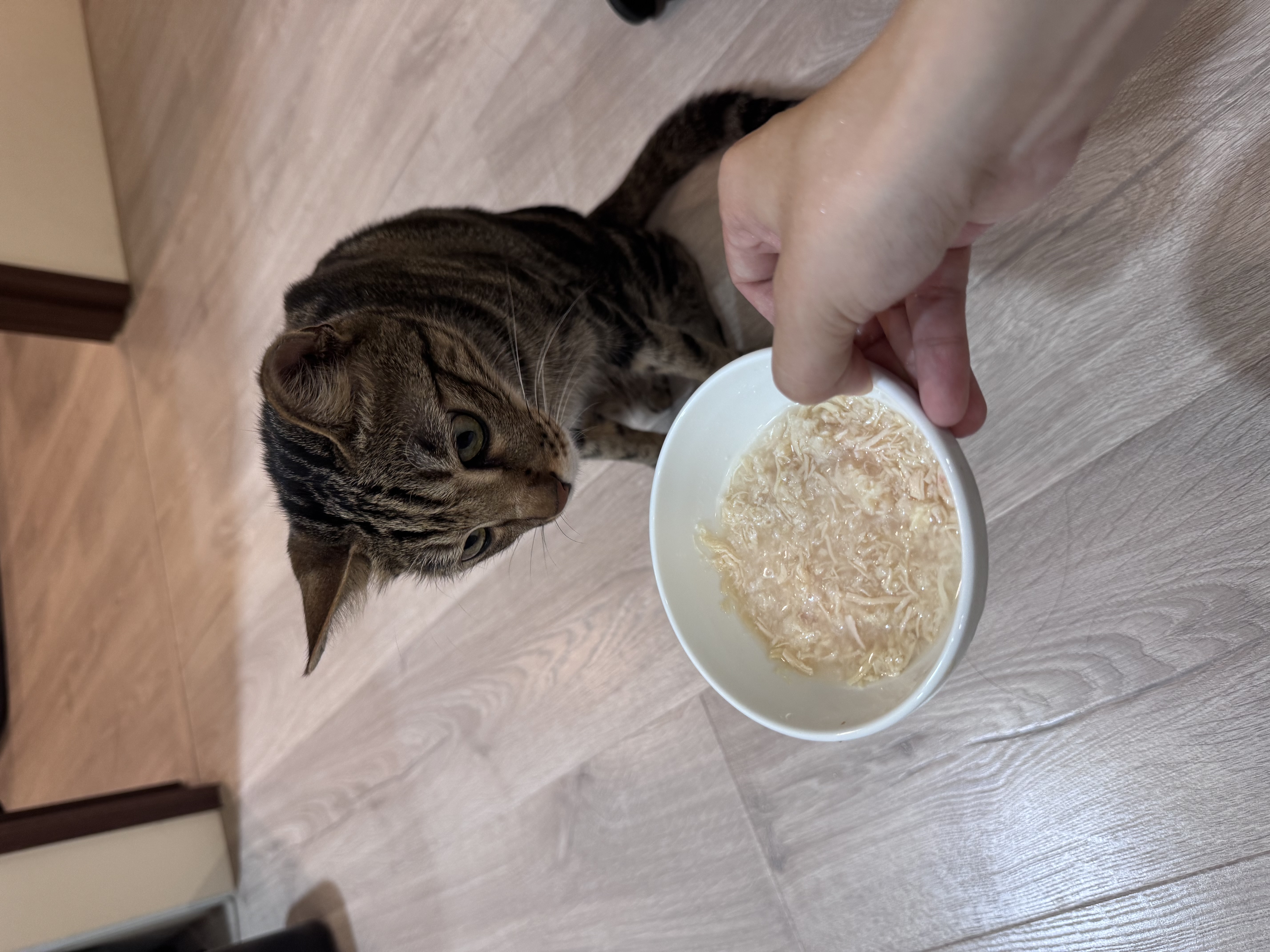 庫弟在客廳吃飯